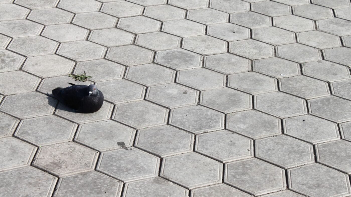 Gray hexagon concrete pavers laid in a honeycomb pattern on an outdoor plaza, with a pigeon resting on them