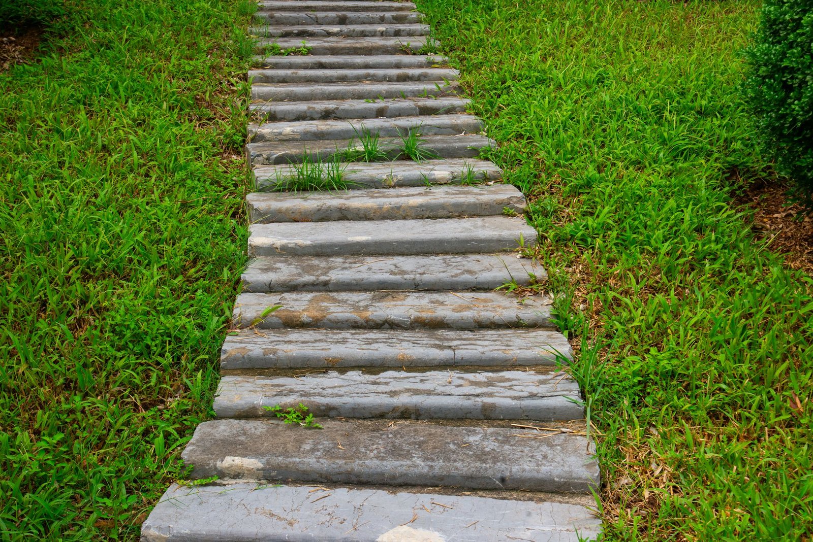 Rectangular stone stepping slabs set closely in grass forming a garden walkway