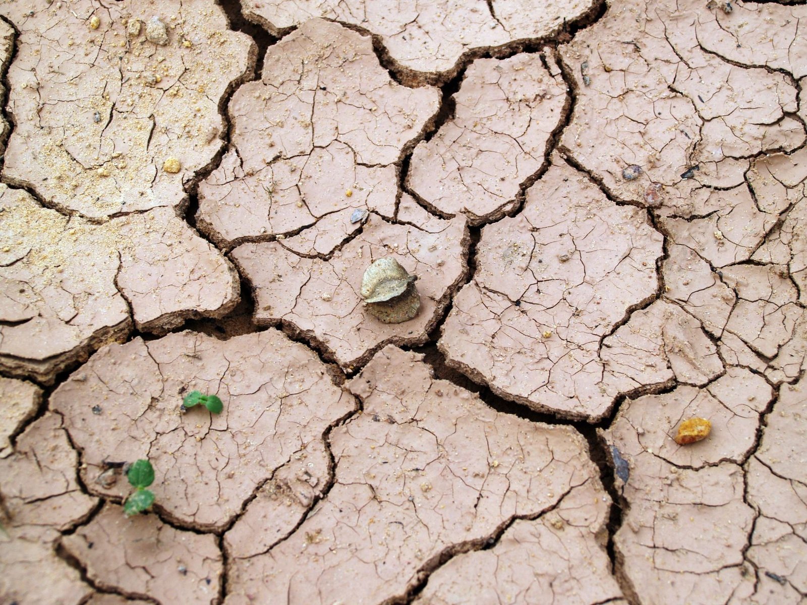 Close-up of dry cracked clay soil, a cohesive soil that a jumping jack rammer compacts better than a plate compactor