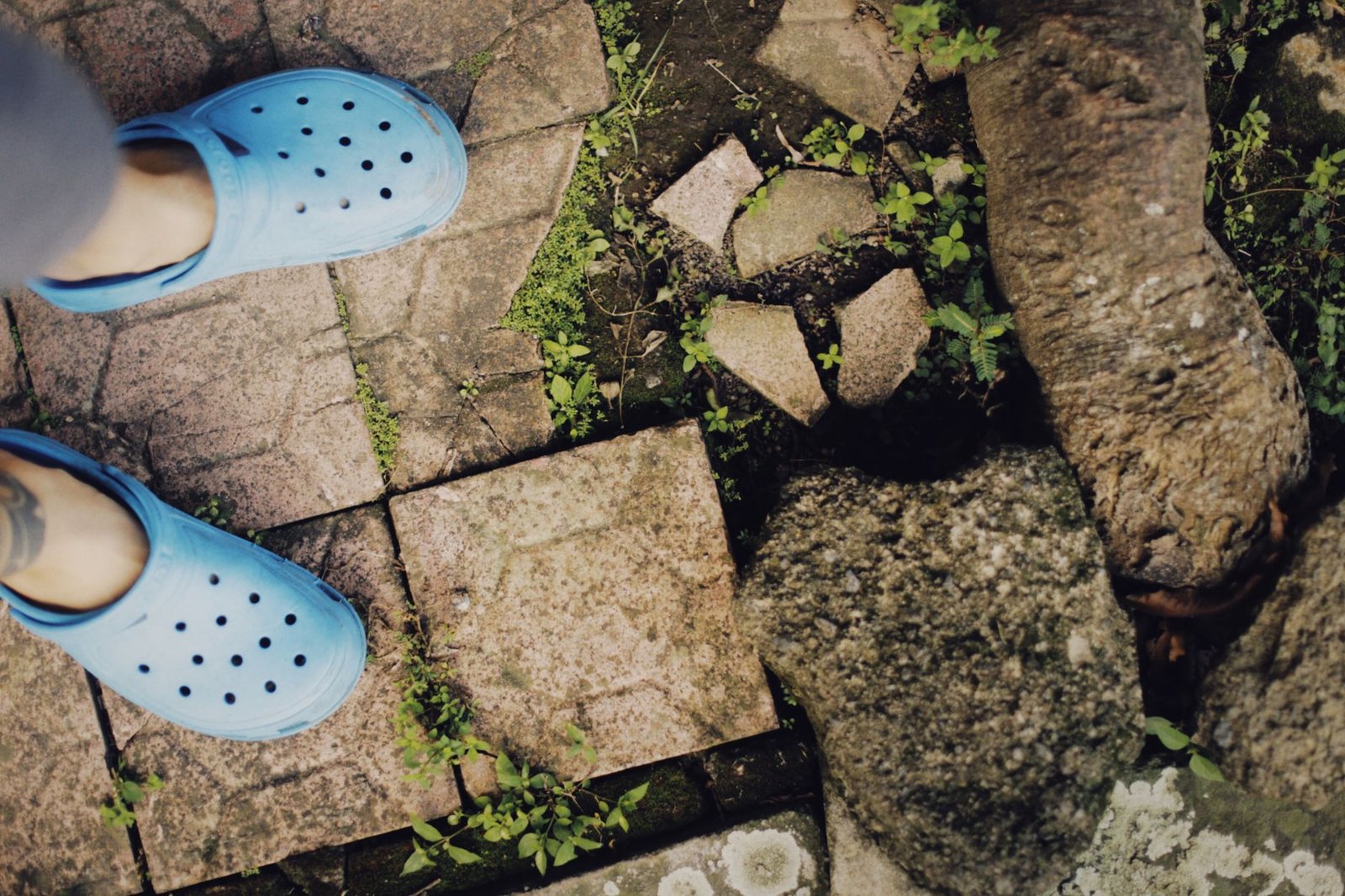 Uneven concrete pavers laid over soil, some tilted and sunk, with weeds growing in the gaps beside a garden bed