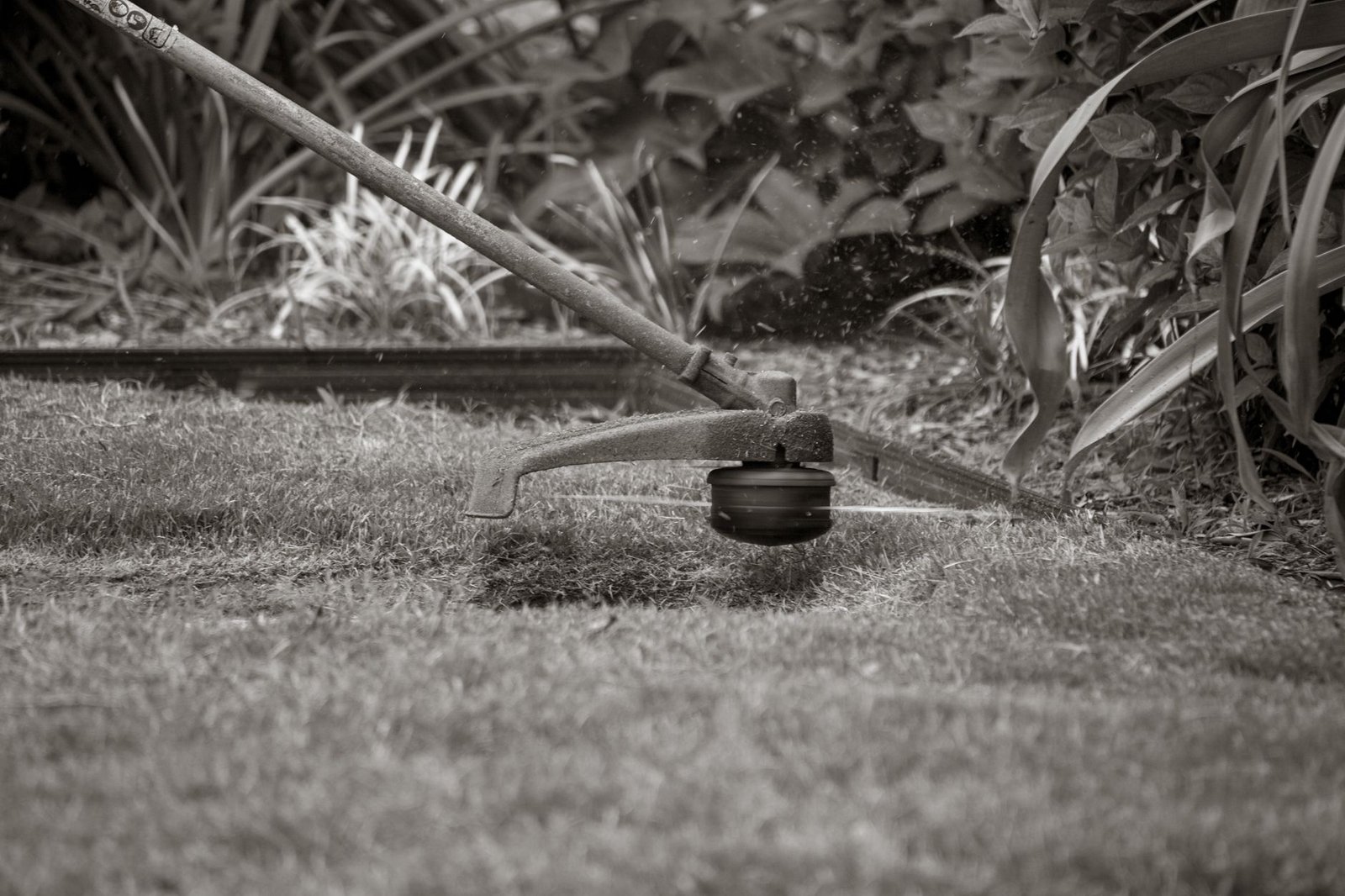 String trimmer cutting grass along a thin metal edging strip that separates lawn from a planting bed
