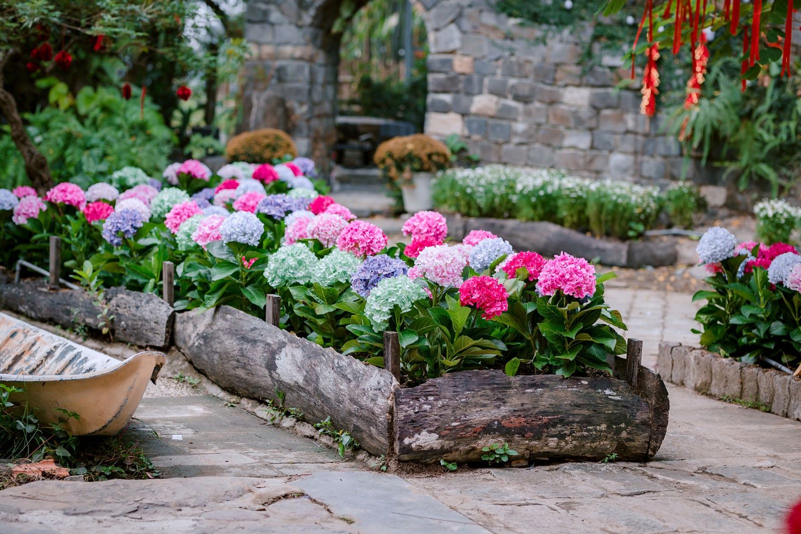 Flower bed of pink and blue hydrangeas edged with a split timber log beside a stone paved path