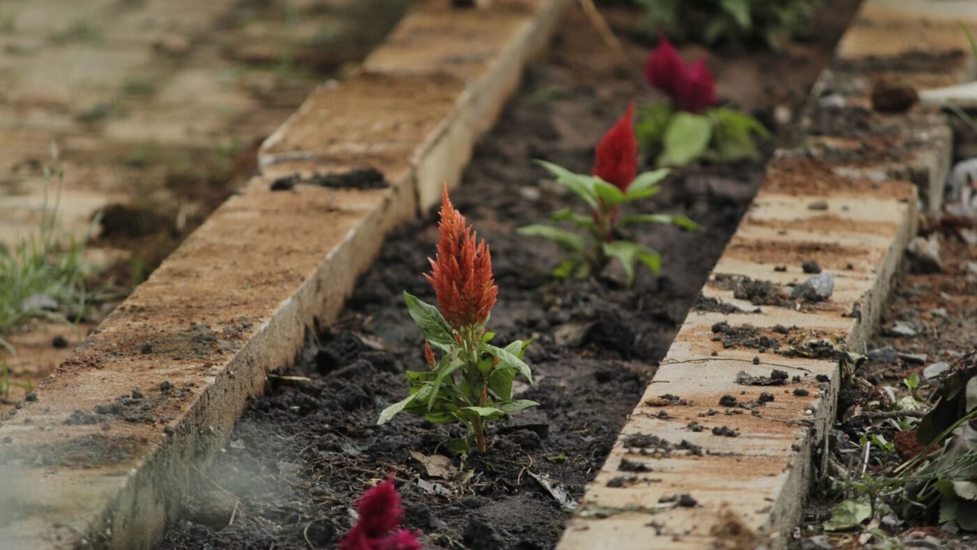 Flower bed of red celosia edged on both sides with rows of concrete edging stones set in the soil