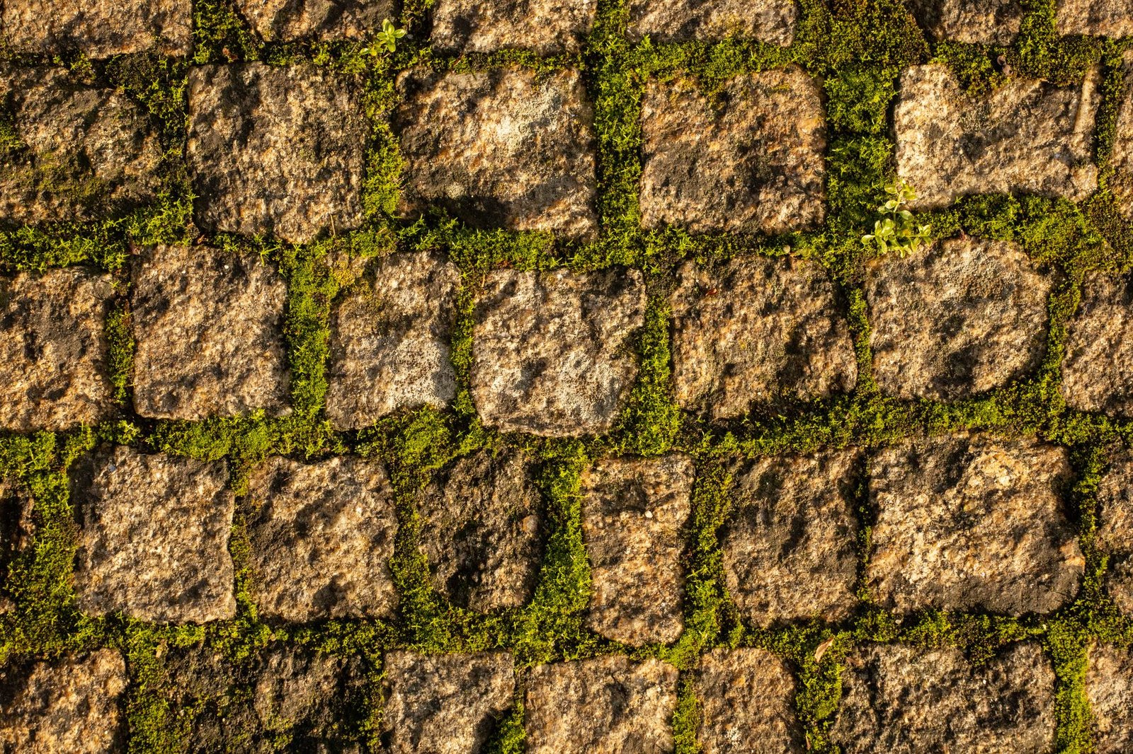 Close-up of old stone cobbles with bright green moss growing in the wide joints, a sign the joint material has washed out