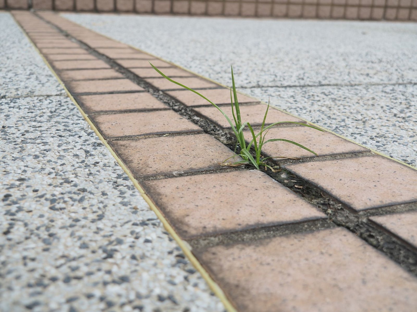 Weed growing out of a sanded joint between concrete pavers, a sign the joint sand needs attention during paver maintenance
