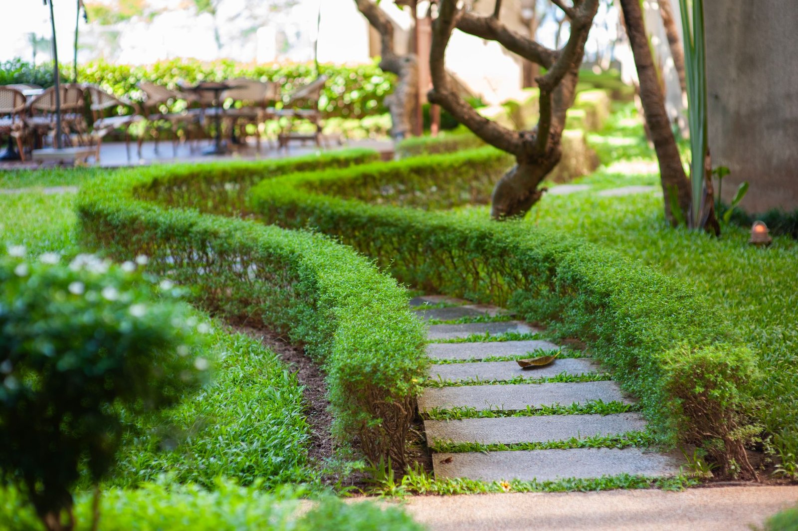 Curved garden path of large stepping stones set in lawn, lined by clipped low hedges that follow the bend