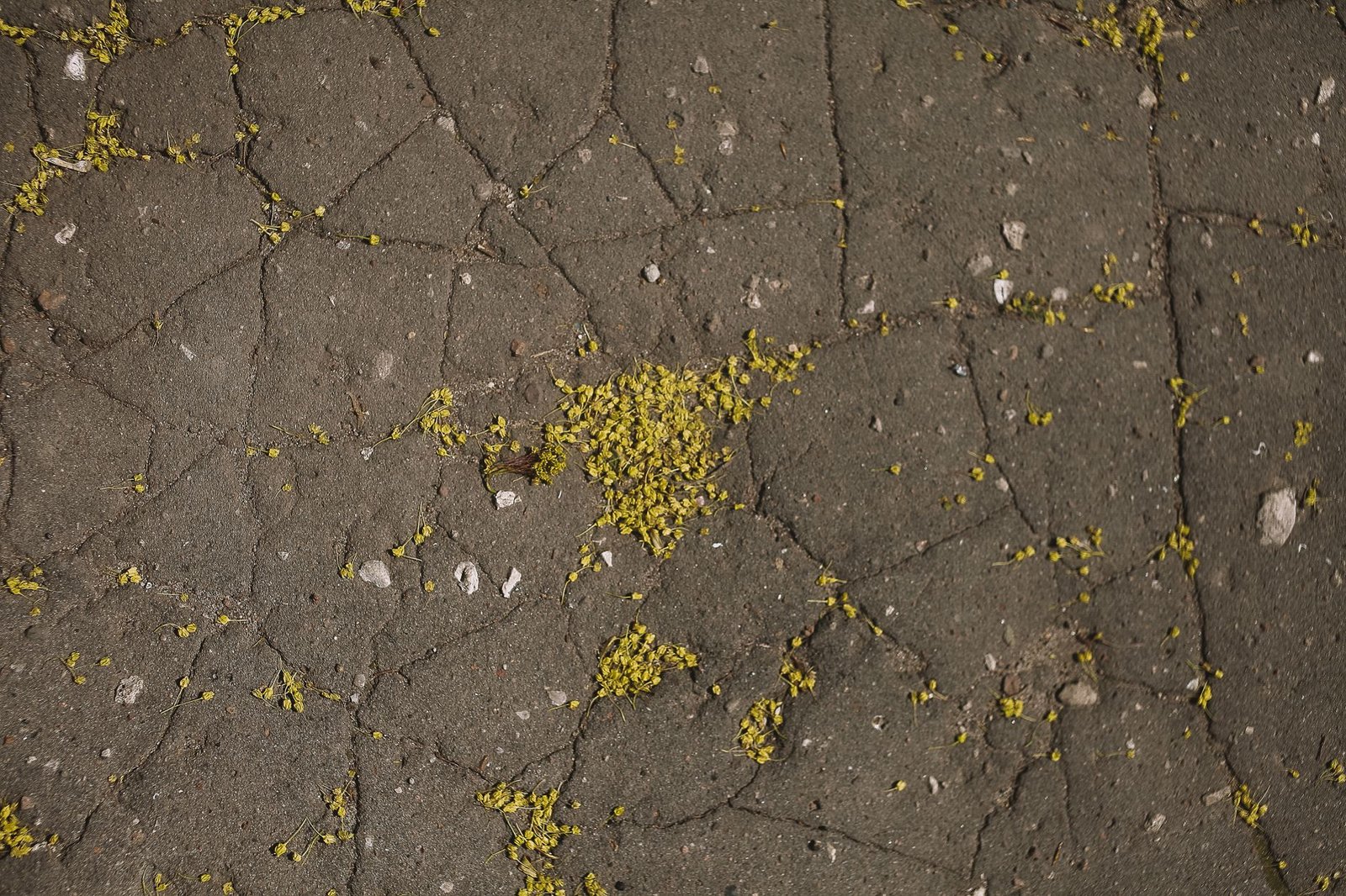 Cracked concrete surface with a network of fine cracks, the kind of slab to inspect before laying pavers over concrete