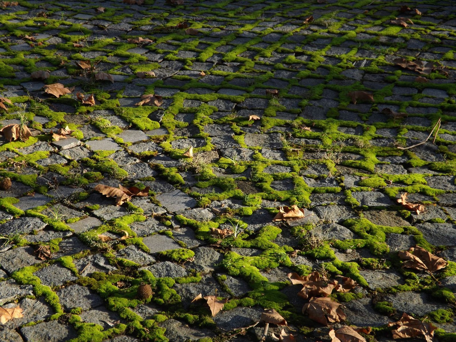 Moss growing thickly in the joints of an old cobblestone pavement