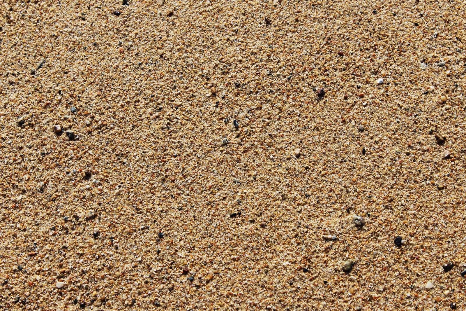 Close-up of coarse sand grains, the gritty texture to look for in bedding sand under pavers