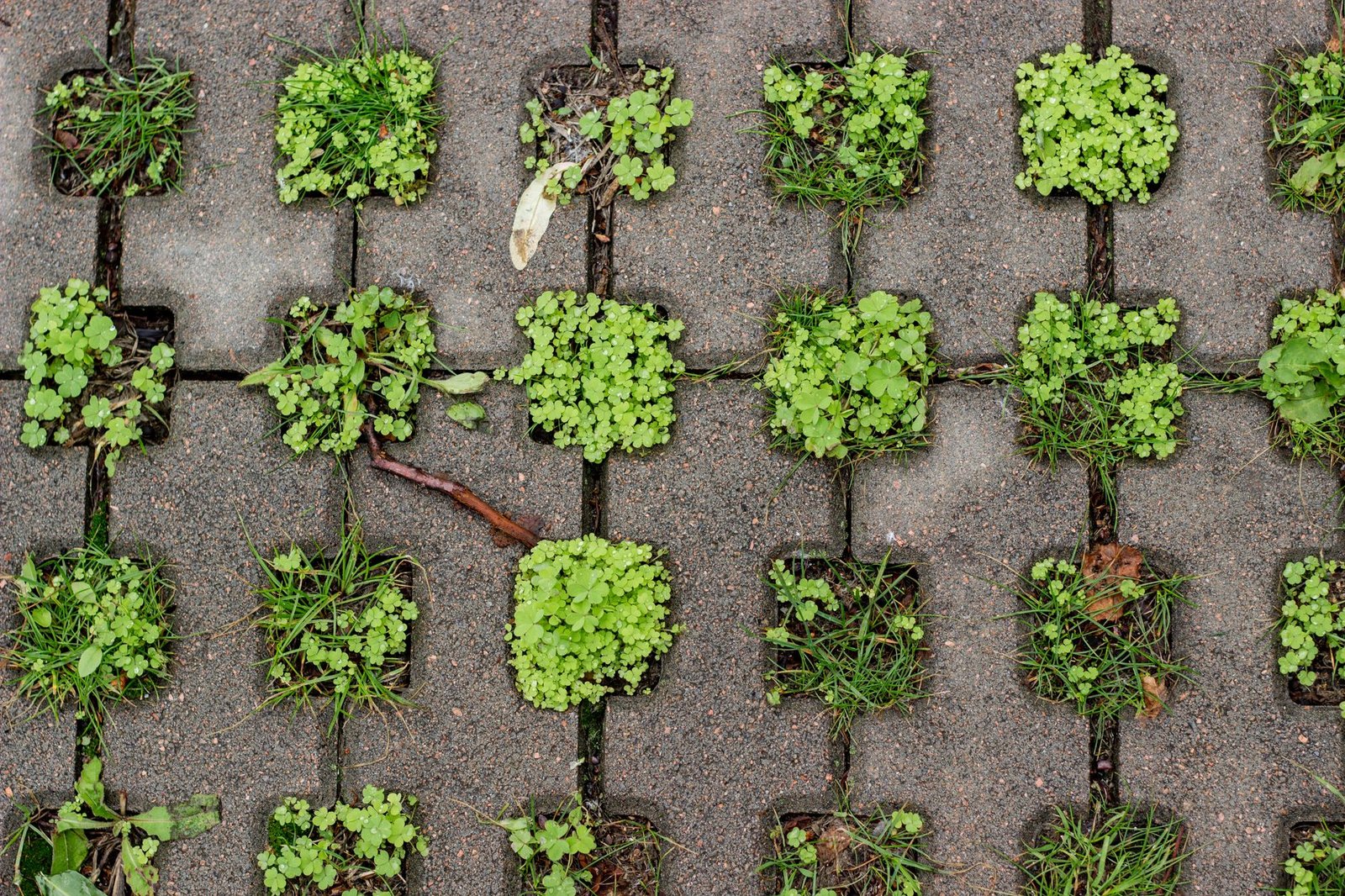 Permeable concrete grid pavers with open cells and plants growing through the gaps